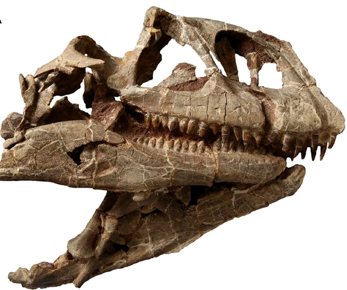 Craniul unui dinozaur FOTO: revista PeerJ