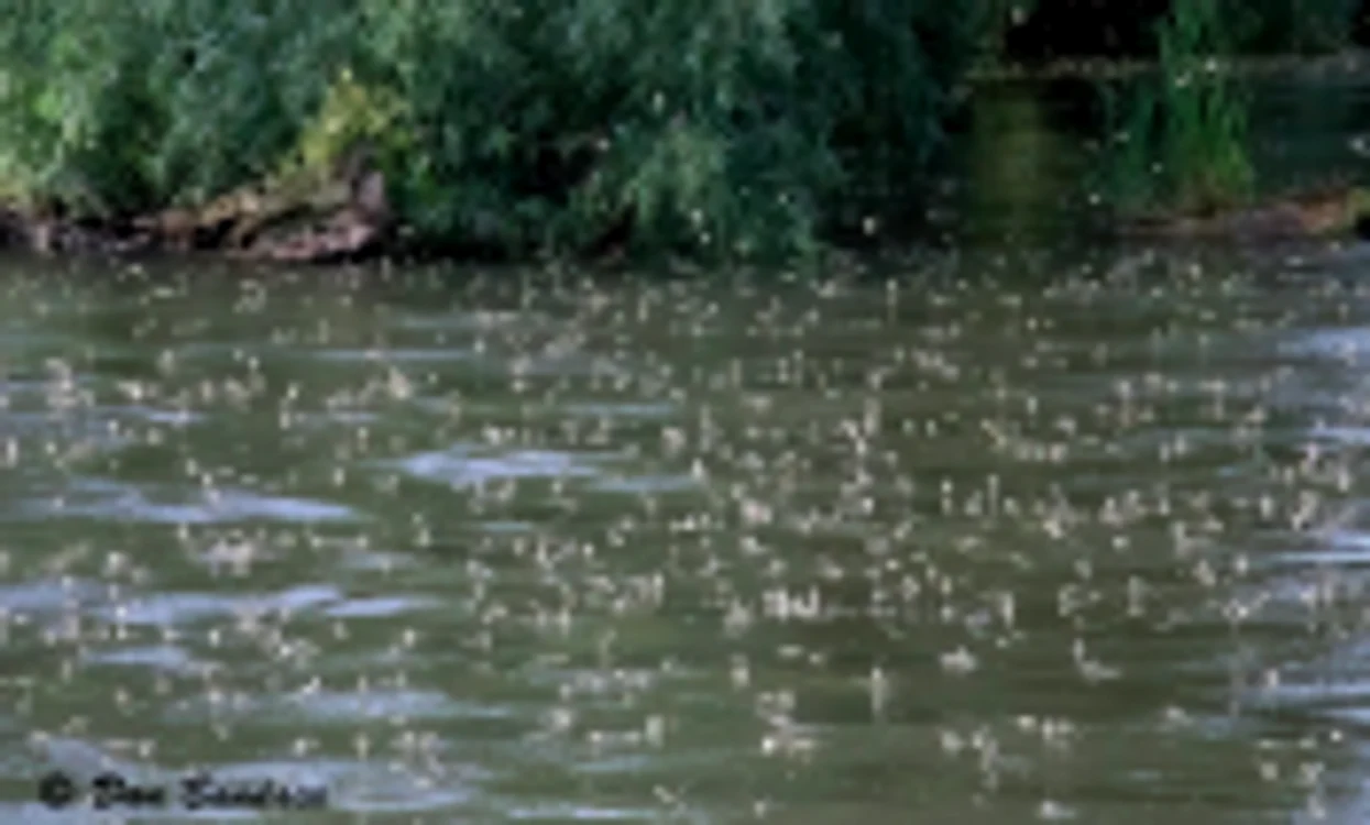 Rusaliile sau Efemeridele - insecte cu viaţă scurtă din Delta Dunării Sursa Facebook Dan Bandacu