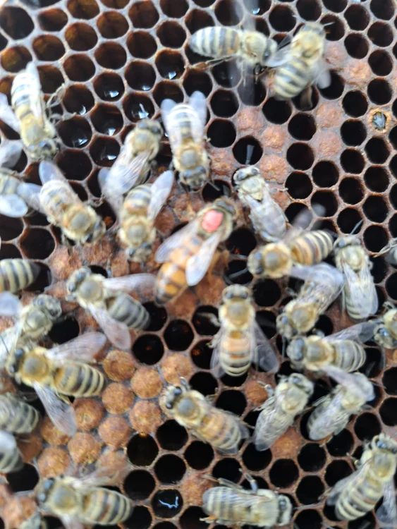 Dacă am învăța din disciplina albinelor succesul ar fi asigurat, crede apicultorul FOTO: arhiva