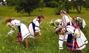 se culeg plantele de leac images jpeg