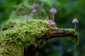 mushrooms 2786789 1920 jpg