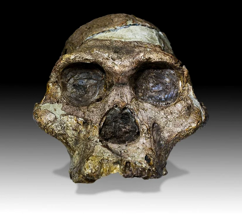 Craniul „doamnei Ples“ Foto José Braga, Didier Descouens via wikimedia.org