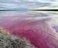 Au colorat laguna Trelew din Argentina in roz pentru a conserva creveţii. FOTO EPA-EFE