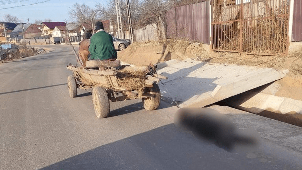 Scenă șocantă la Bacău. Un bărbat a omorât un câine şi l-a târât pe străzi legat cu lanţul de căruţă 
