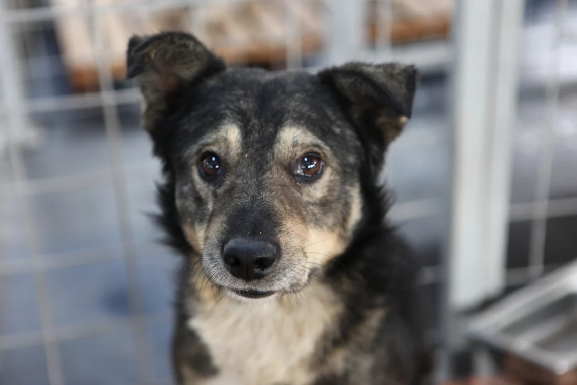 
    Câini abandonaţi pot sta în adăposturile primăriilor doar 14 zile. La expirarea acestui termen ei trebuie eutanasiaţi  