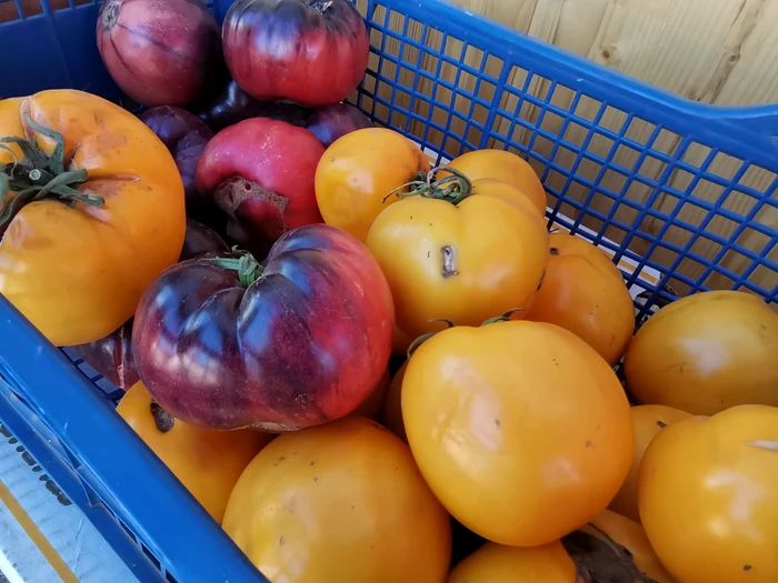 Tomatele „speciale” se vând cu 15 lei/kg FOTO: Alina Mitran