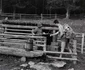 Muntii Apuseni Foto Viorel Simionescu (15) jpg