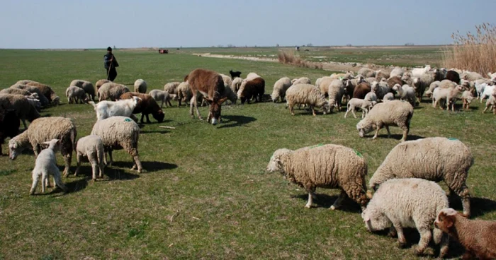 Ciobanii s-au certat de la împărţirea zonei de păşunat Foto: www.sansanews.ro