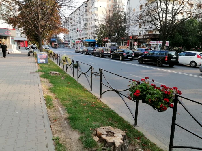 Golurile rămase în urma tăierii castanilor vor fi umplute cu plantări noi de arbori FOTO Ştefan Borcea