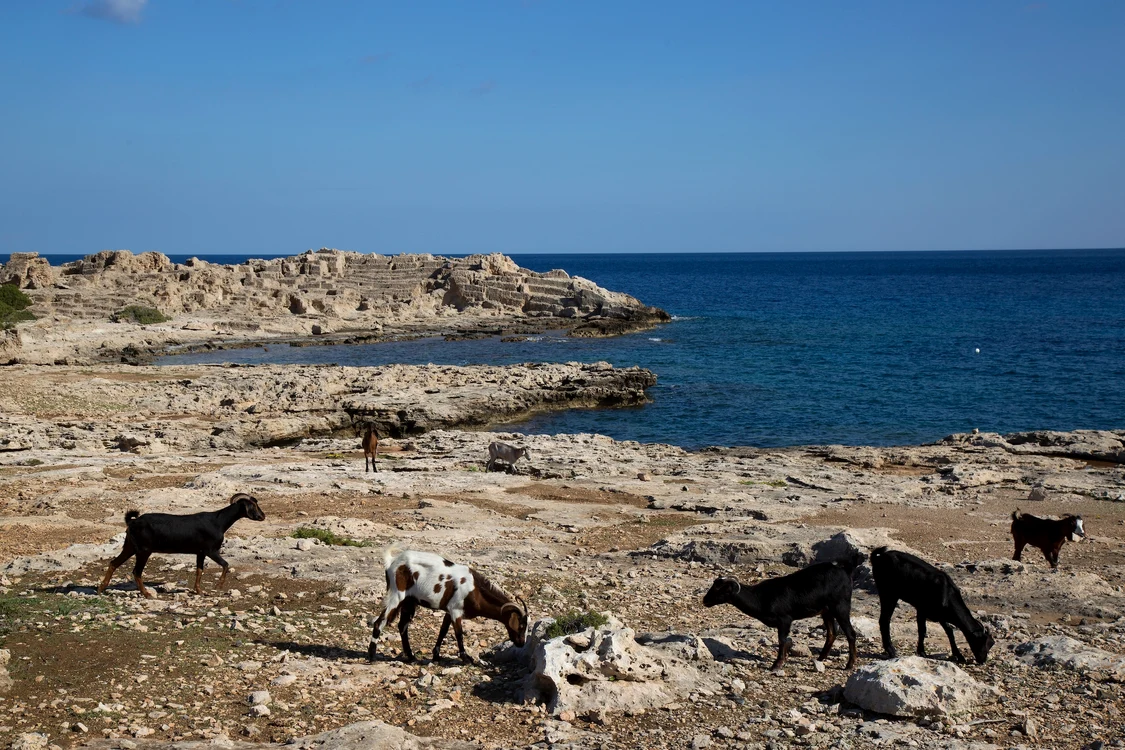 Halloumi a iscat un conflict pe malul Mediteranei. FOTO: Shutterstock