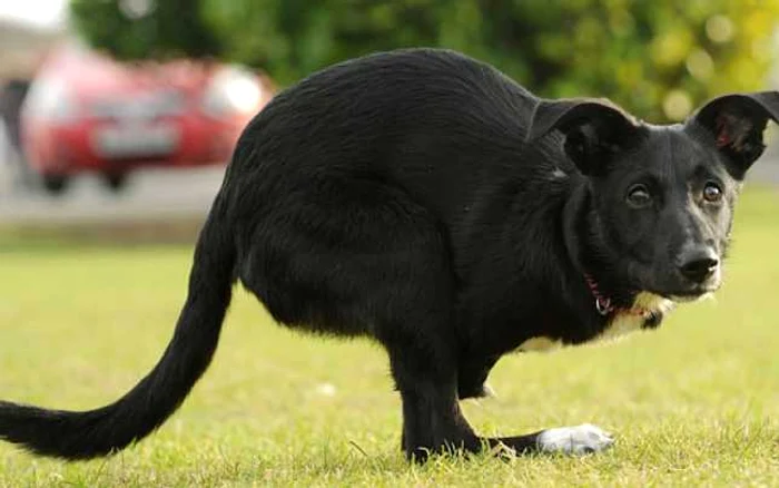Roo s-a născut fără unul dintre picioarele din faţă, iar pe cel de-al doilea l-a pierdut ulterior FOTO: telegraph.co.uk
