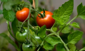 stocksnap tomato 2560672 jpg