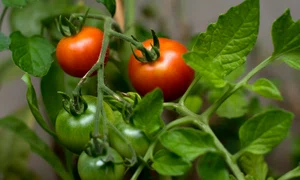 stocksnap tomato 2560672 jpg