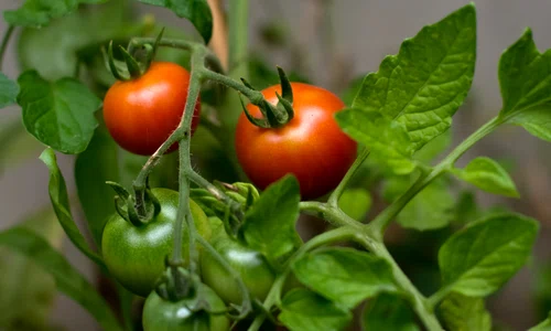 stocksnap tomato 2560672 jpg