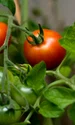 stocksnap tomato 2560672 jpg