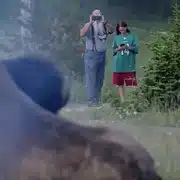 Bizon gif