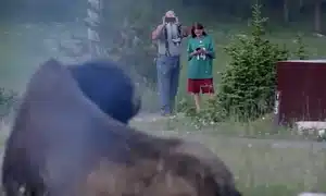 Bizon gif
