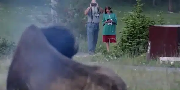 Bizon gif