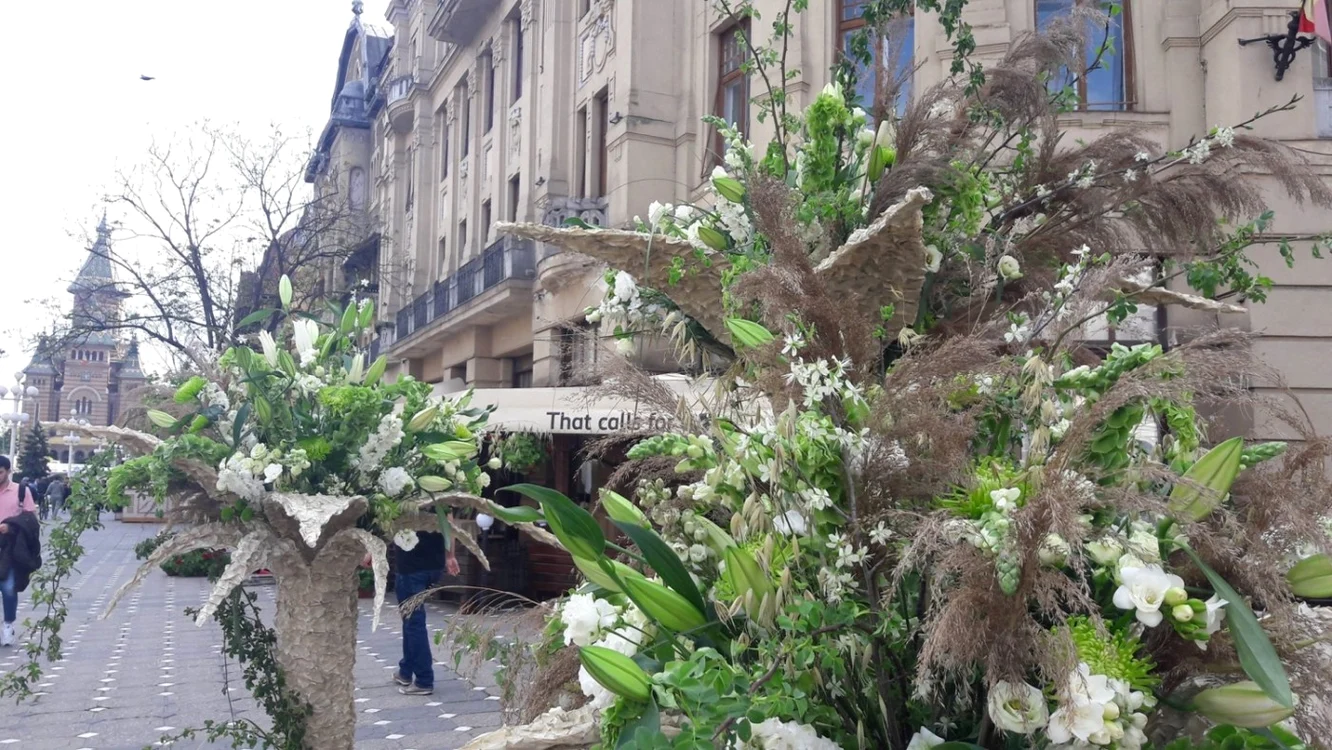 Peste 320.000 de flori au inundat centrul Timişoarei FOTO Ş. Both