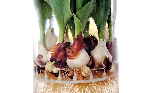 1 55780 original jpg jpeg