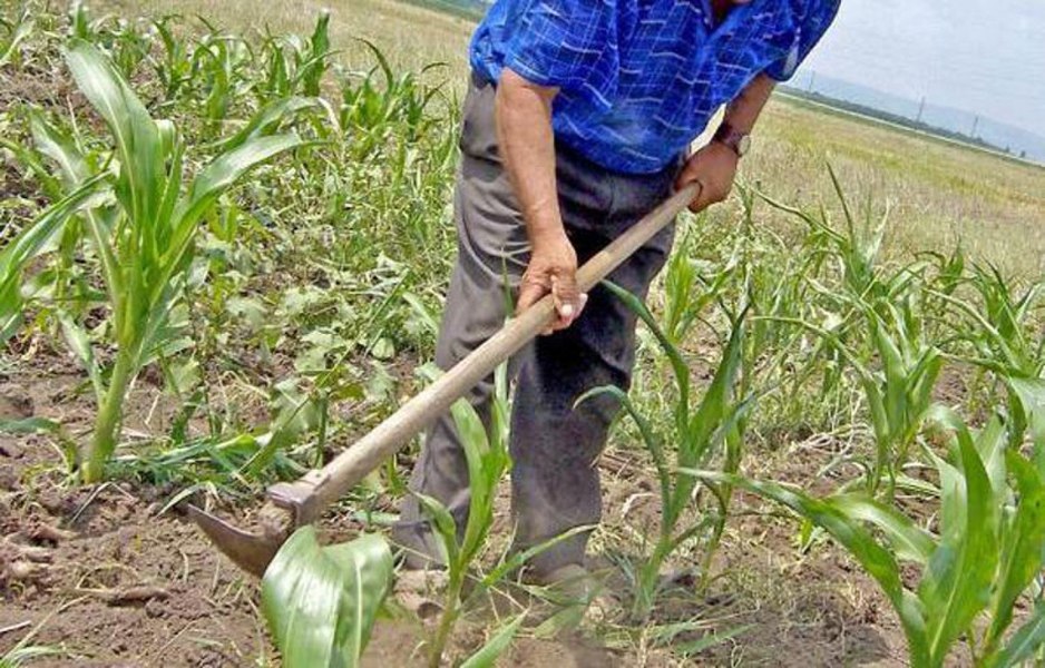 Viitorul alimentar și agricol al Europei, în pericol. UE cere statelor să investească, până în 2028, 6% din buget pentru tineri fermieri