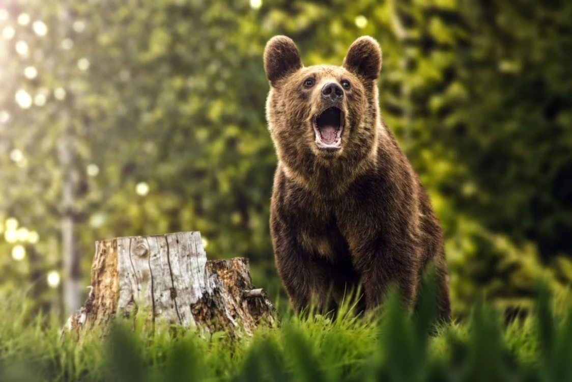 Ursul a atacat un bărbat la Sfântu Gheorghe FOTO academia bărbaţilor