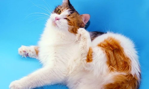 1 60727 original jpg jpeg