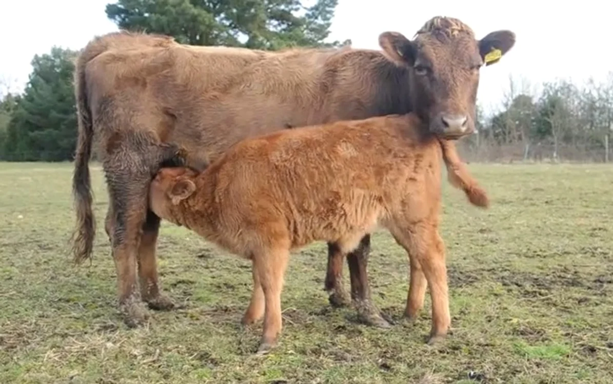 
    Vaca Harriet a rămas gravidă deși la fermă nu trăiește niciun taurFoto: Captură video  