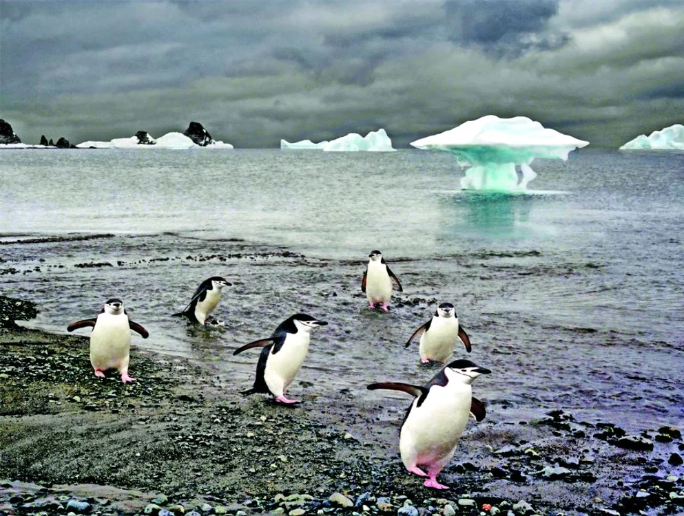 
    Paradisul pingunilor  