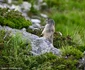 Marmote in Parcul Național Retezat  Foto Claudia Danău și Cătălin Josan  PNR (2) jpg
