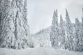 iarna in Harghita jpg