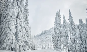 iarna in Harghita jpg