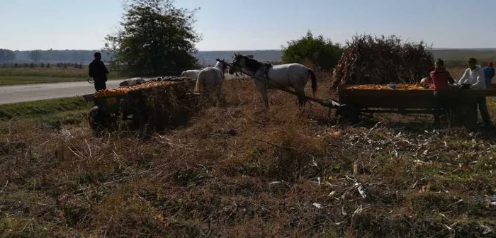 Oamenii din Mitoc sunt consideraţi foarte harnici FOTO Cosmin Zamfirache