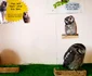 Cafenele cu animale şi păsări din Tokyo - Japonia Foto Arhiva personală Alexandra Lopotaru