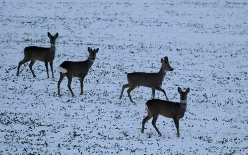 caprioare alba 
