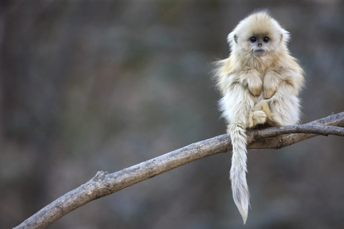 Maimuţa cu nas cârn are un vast reportoriu vocal, uneori cântând în cor FOTO Nationalgeographic.com