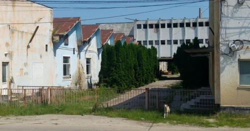 trainica pucioasa