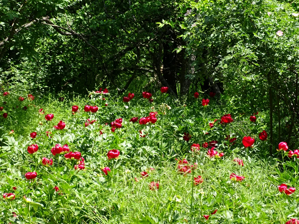 Bujorul dobrogean Colecție Parcul Național Munții Măcin