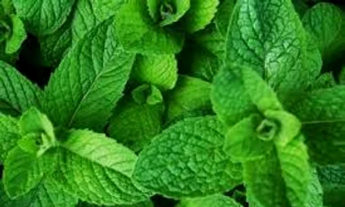 2 frunze de menta images 0 jpeg