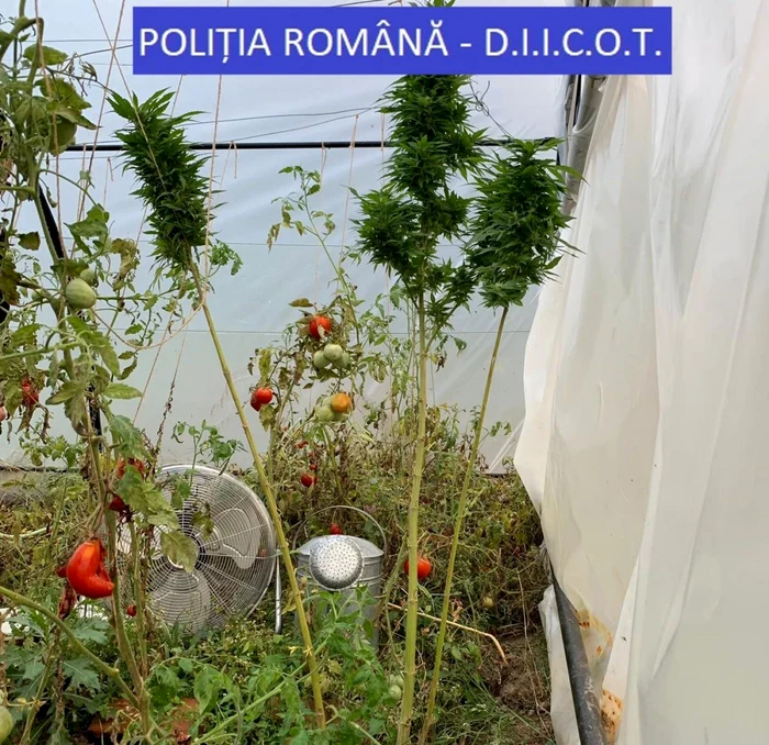 În seră au fost descoperite plante de cannabis Foto Poliţia Română DIICOT