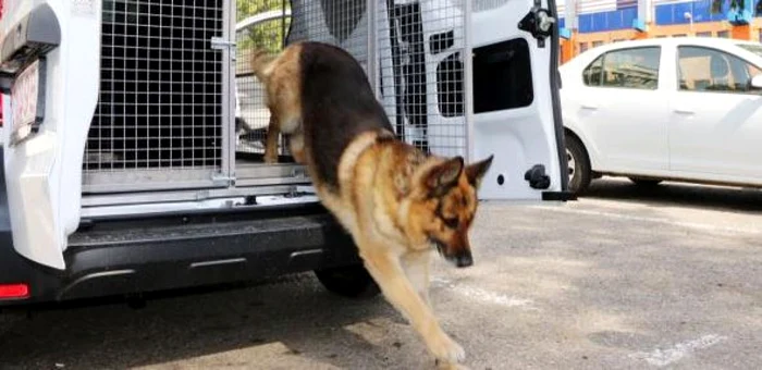 Odek este considerat printre cei mai buni din ţară în specialiarea sa FOTO Poliţia Neamţ