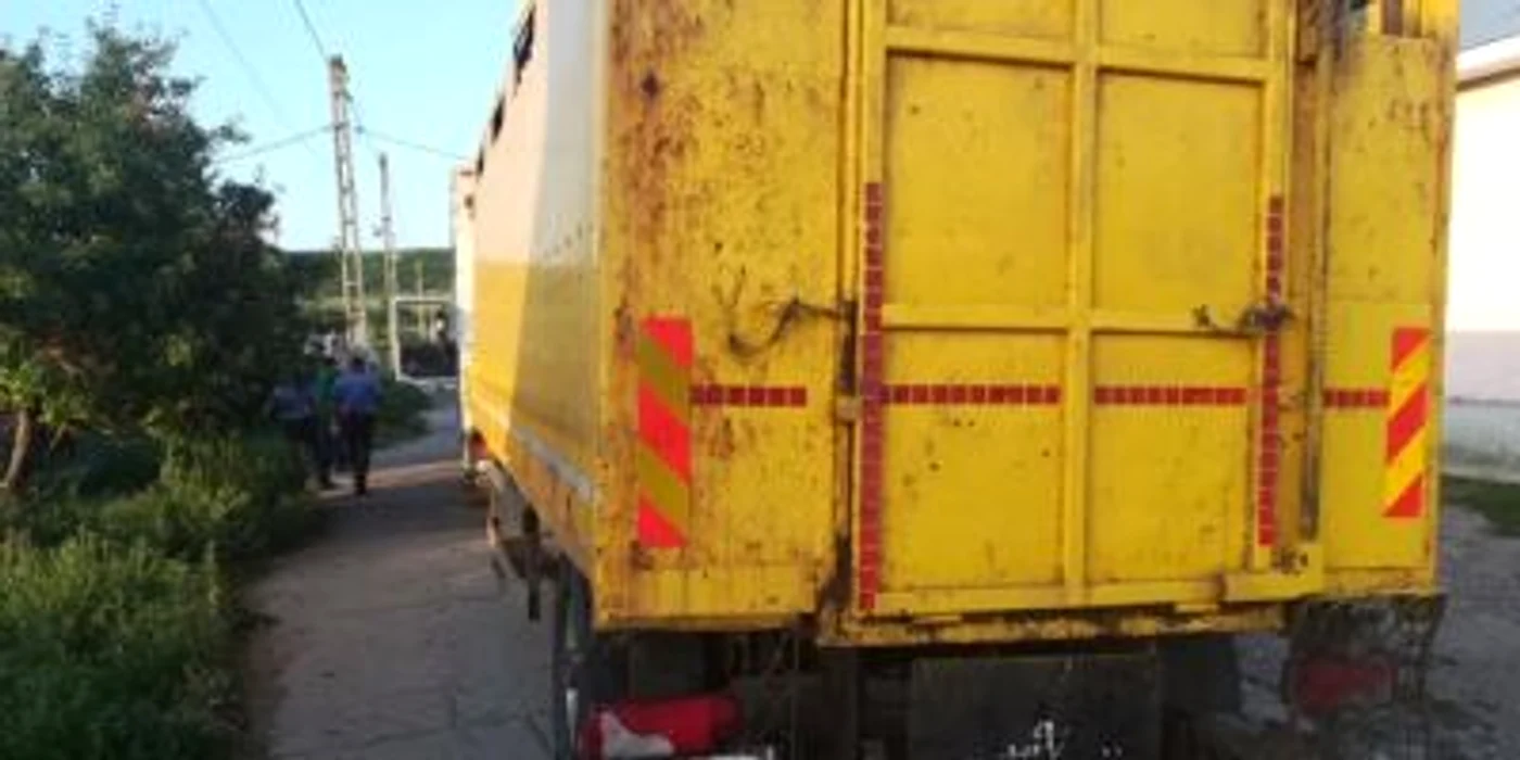transport bovine Galati