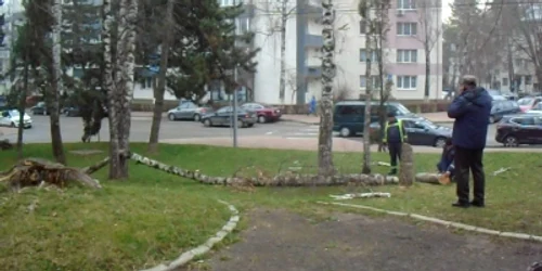 taiere de copaci la Suceava