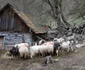 Cheile Cibului Foto Daniel Guță ADEVĂRUL (83) JPG