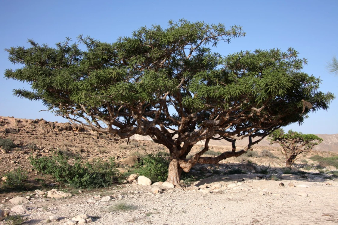 tamaie