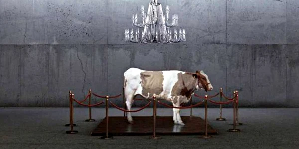 vaca finlandeza