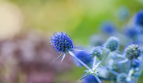 1 77942 original jpg jpeg