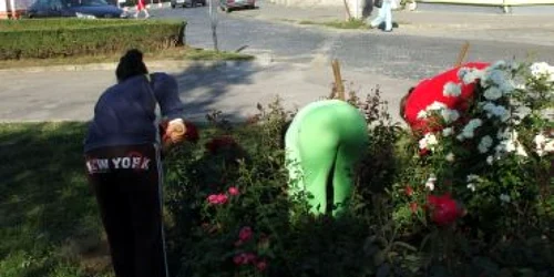 Alba Iulia: Arborii şi arbuştii din oraş, trataţi de primărie