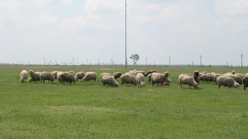 Satul din România bogat în sol sărăturat și săruri minerale, unde fermierii prepară cea mai gustoasă brânză. A fost înregistrată la OSIM