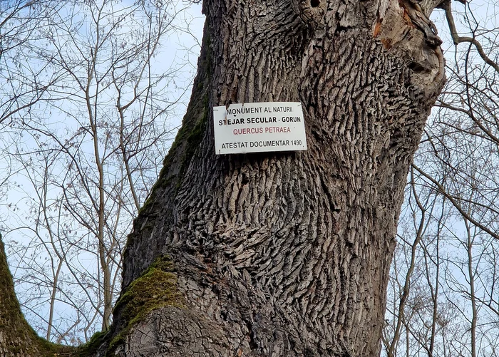 Cel mai în vârstă copac din Prahova. FOTO observatorulph.ro